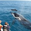 Un grupo de personas observando ballenas jorobadas desde un barco.