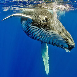 Ein Ballena Jorobada wurde im Ozean entdeckt.