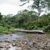 Une rivière avec un arbre tombé au milieu, appelée Salto La Jalda (randonnée et baignade).