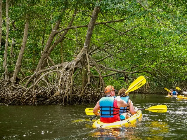 Mangroves Reforestation in Los Haitises With Locals on Kayak - immagine 9
