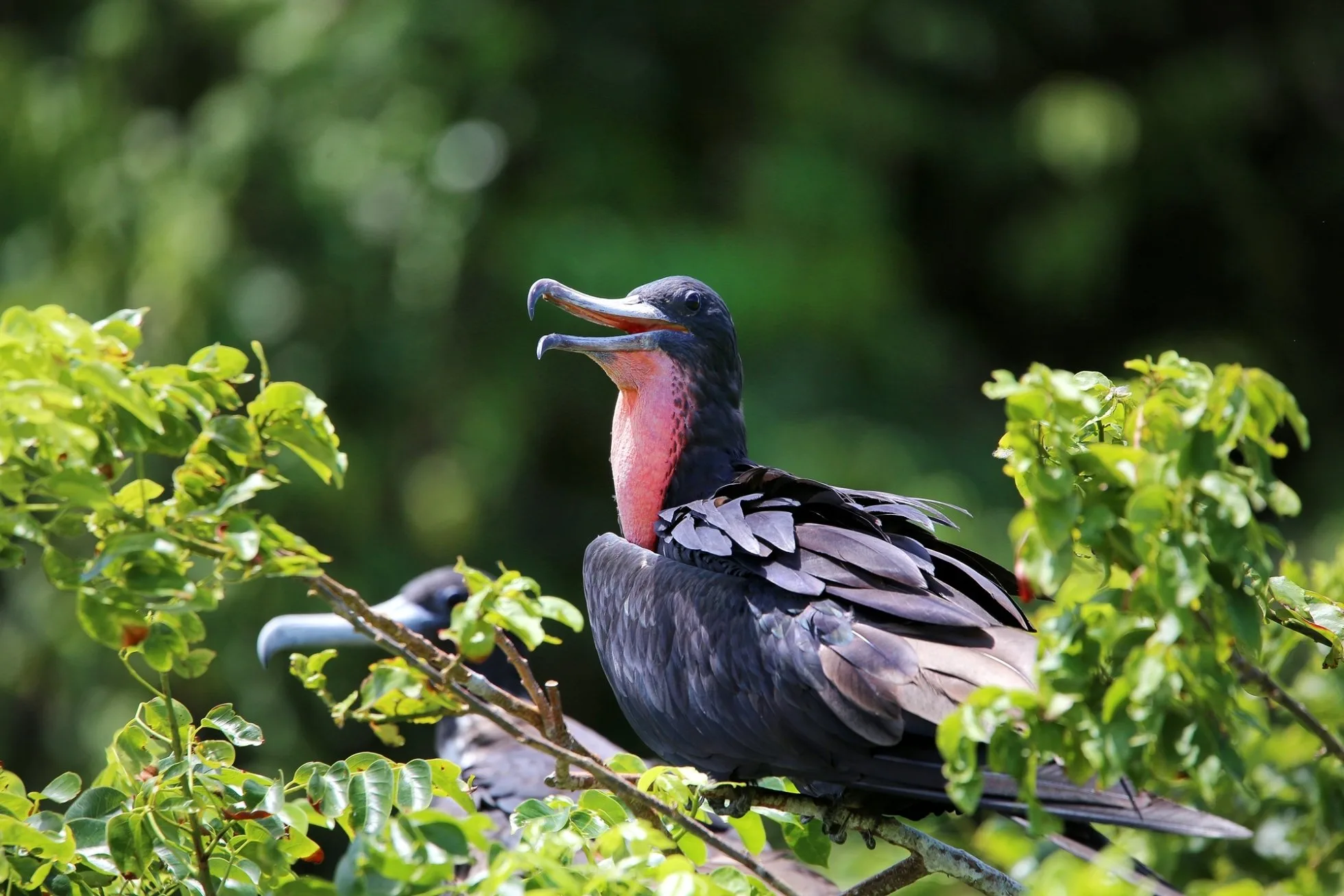 Mangroves Reforestation in Los Haitises With Locals on Kayak - immagine 5