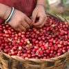 Uma pessoa segurando uma cesta de grãos de café Salto La Jalda (Caminhada e Natação).