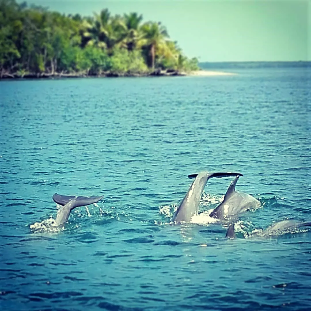 Mangroves Reforestation in Los Haitises With Locals on Kayak - immagine 37