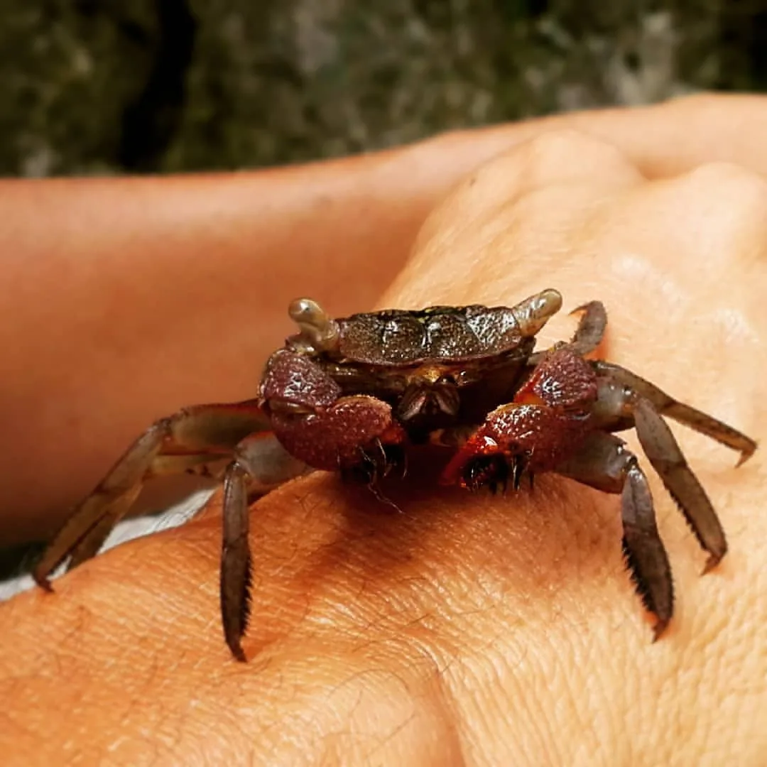 Mangroves Reforestation in Los Haitises With Locals on Kayak - immagine 34