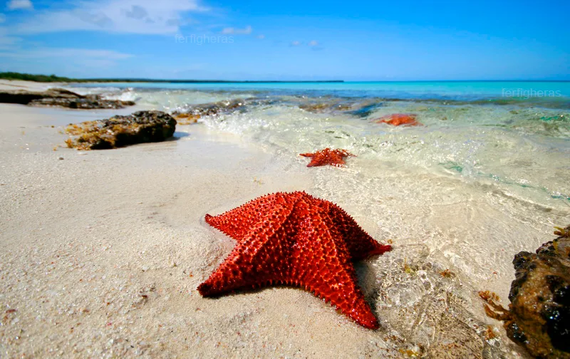 Bahía de las Aguilas: Beach Day Trip by Boat - Day Pass - Pedernales – Image 13