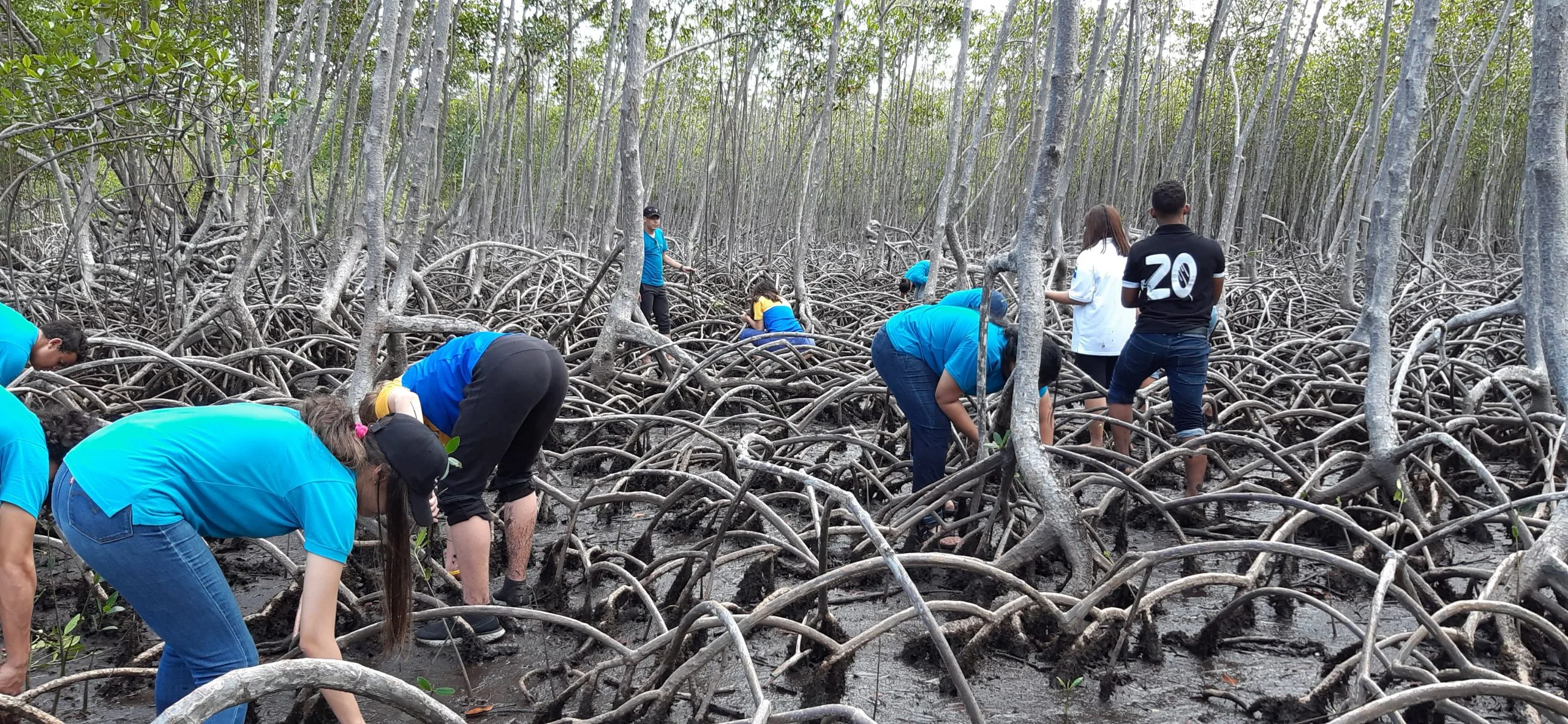 Mangroves Reforestation in Los Haitises With Locals on Kayak - immagine 27
