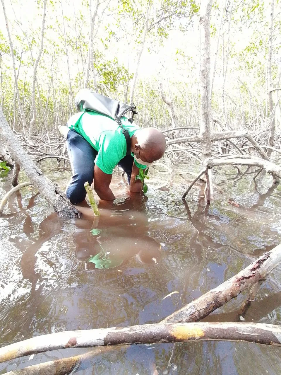Mangroves Reforestation in Los Haitises With Locals on Kayak - immagine 25