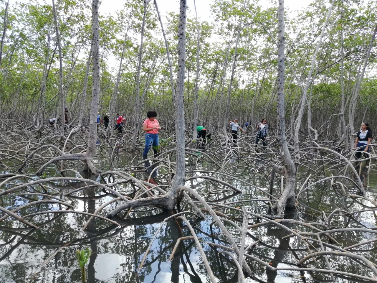 Mangroves Reforestation in Los Haitises With Locals on Kayak - immagine 24