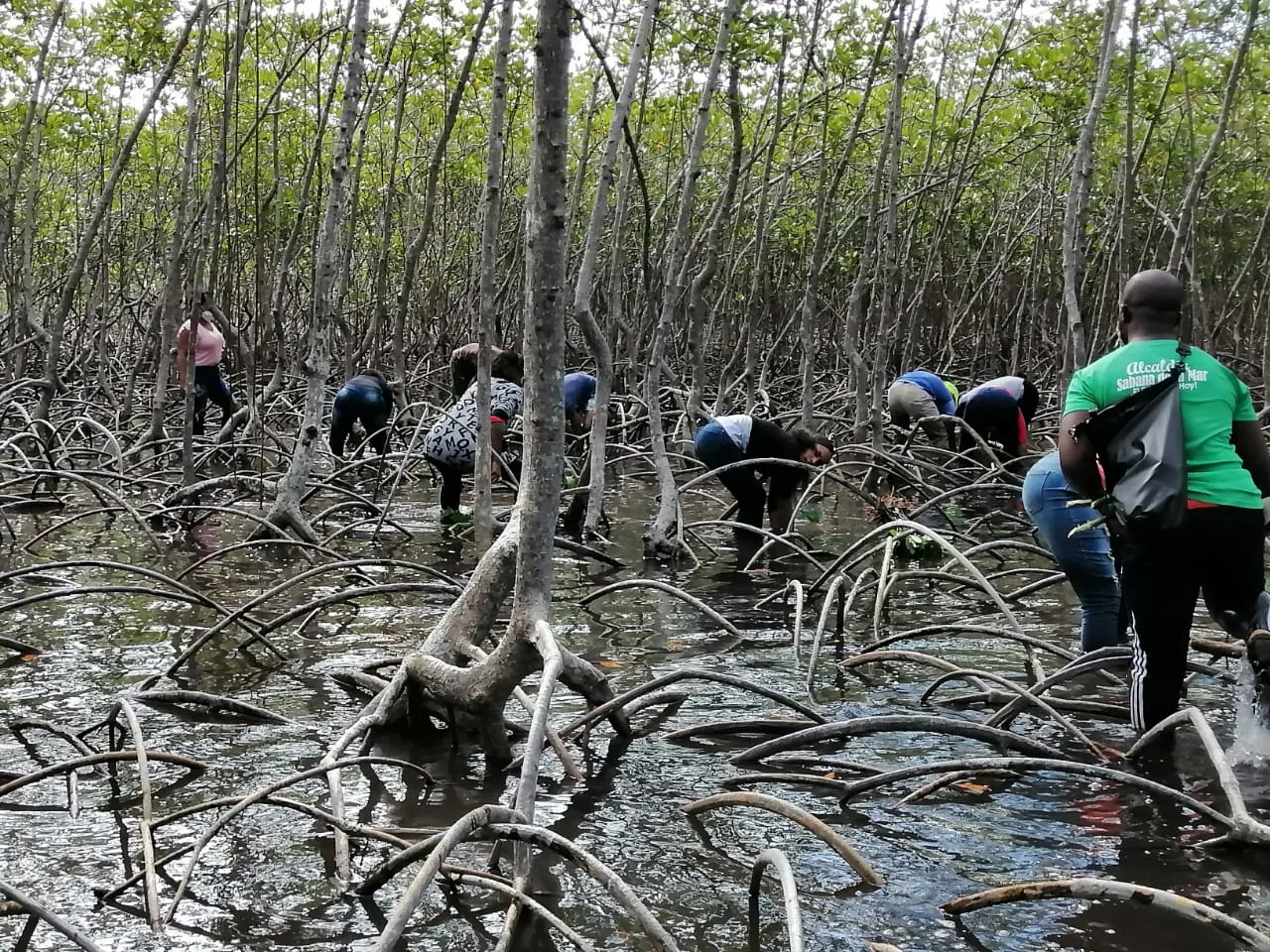 Mangroves Reforestation in Los Haitises With Locals on Kayak - immagine 29