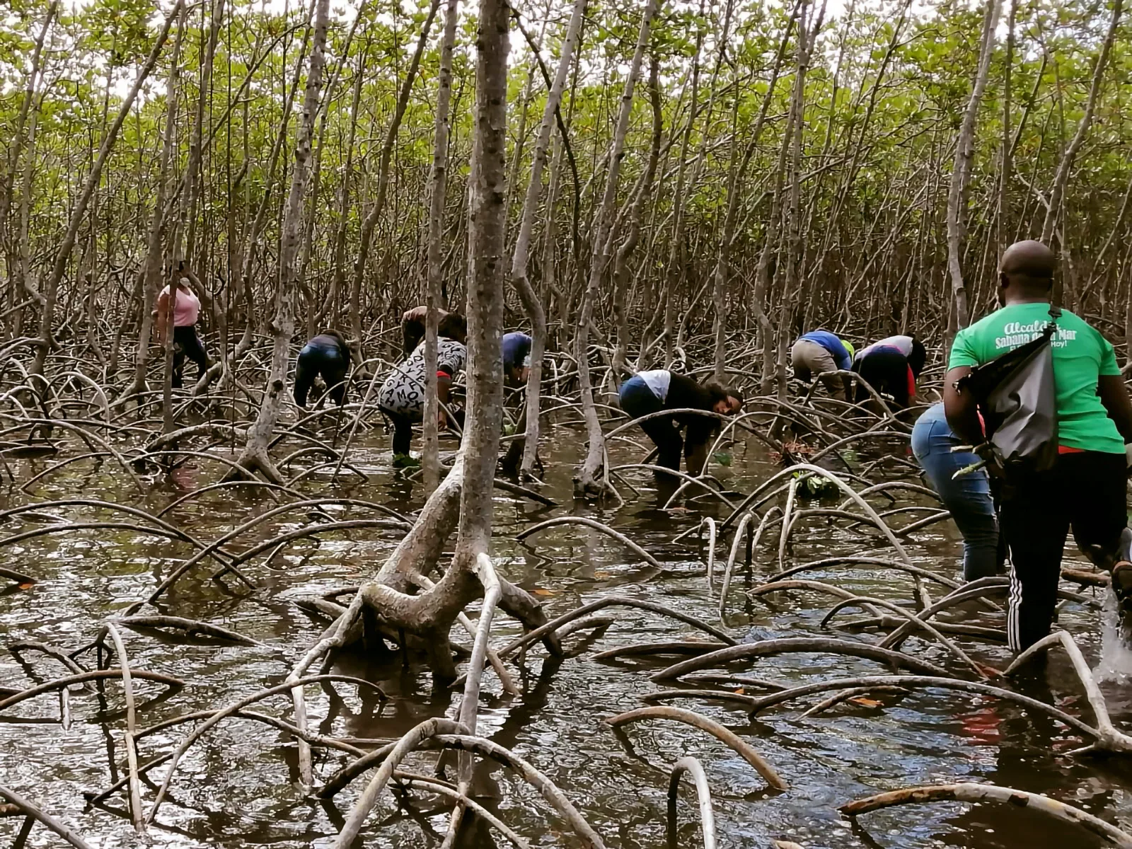 Mangroves Reforestation in Los Haitises With Locals on Kayak - immagine 23