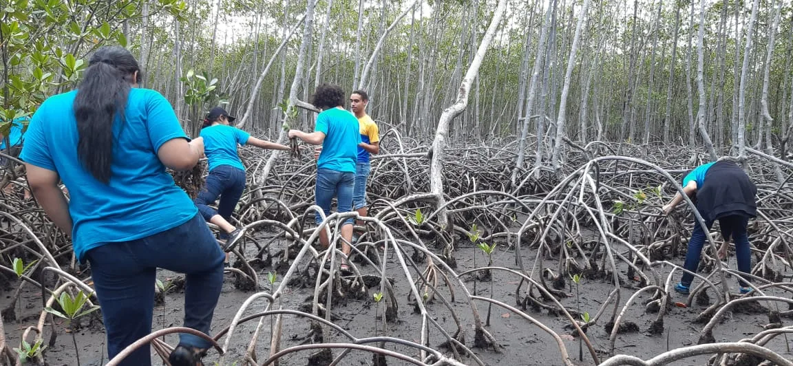 Mangroves Reforestation in Los Haitises With Locals on Kayak - immagine 32