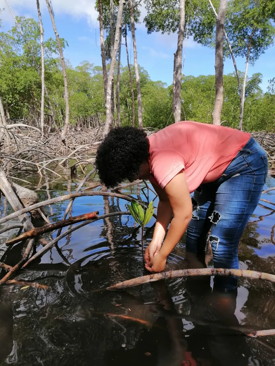 Mangroves Reforestation in Los Haitises With Locals on Kayak - immagine 28
