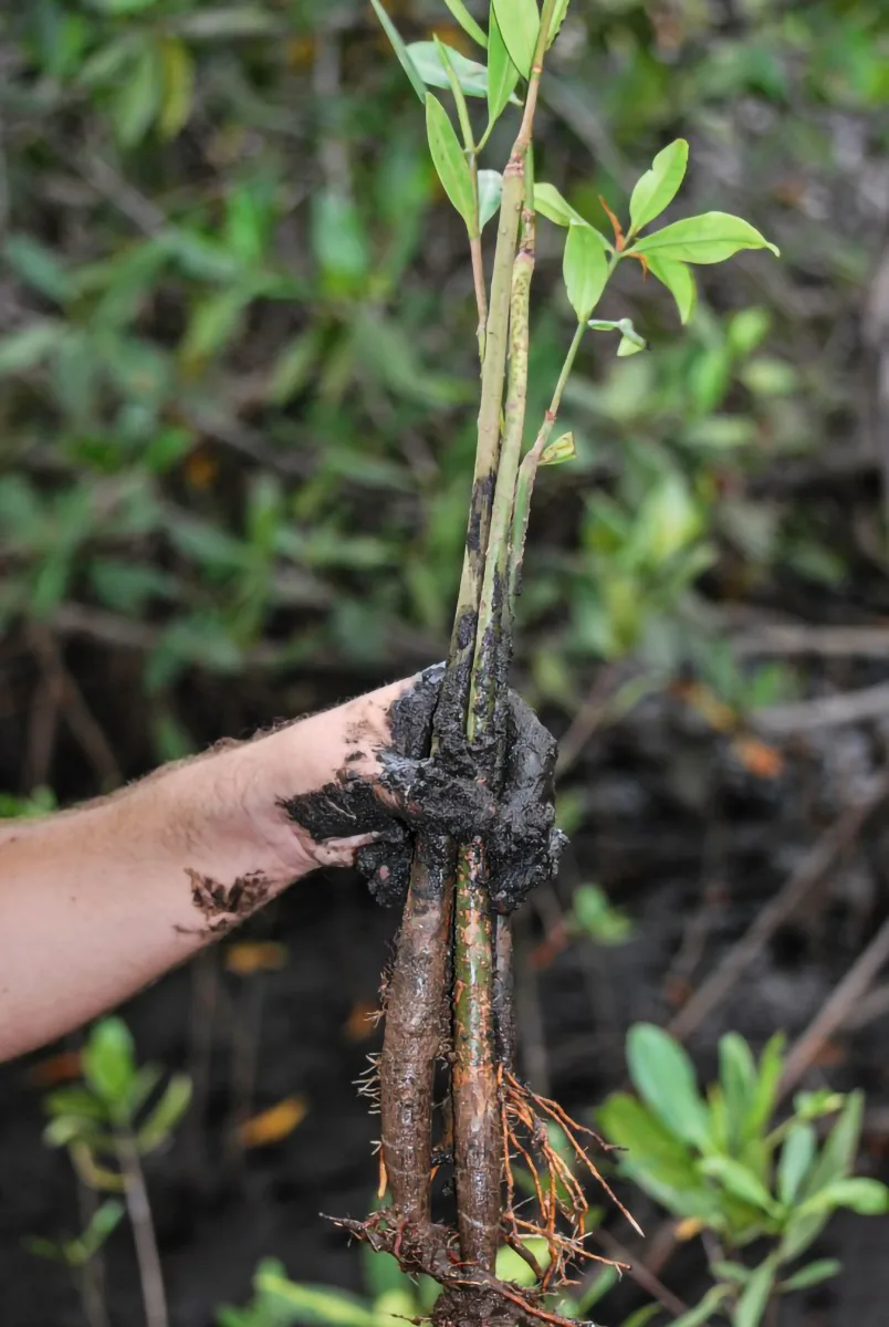 Mangroves Reforestation in Los Haitises With Locals on Kayak - immagine 20