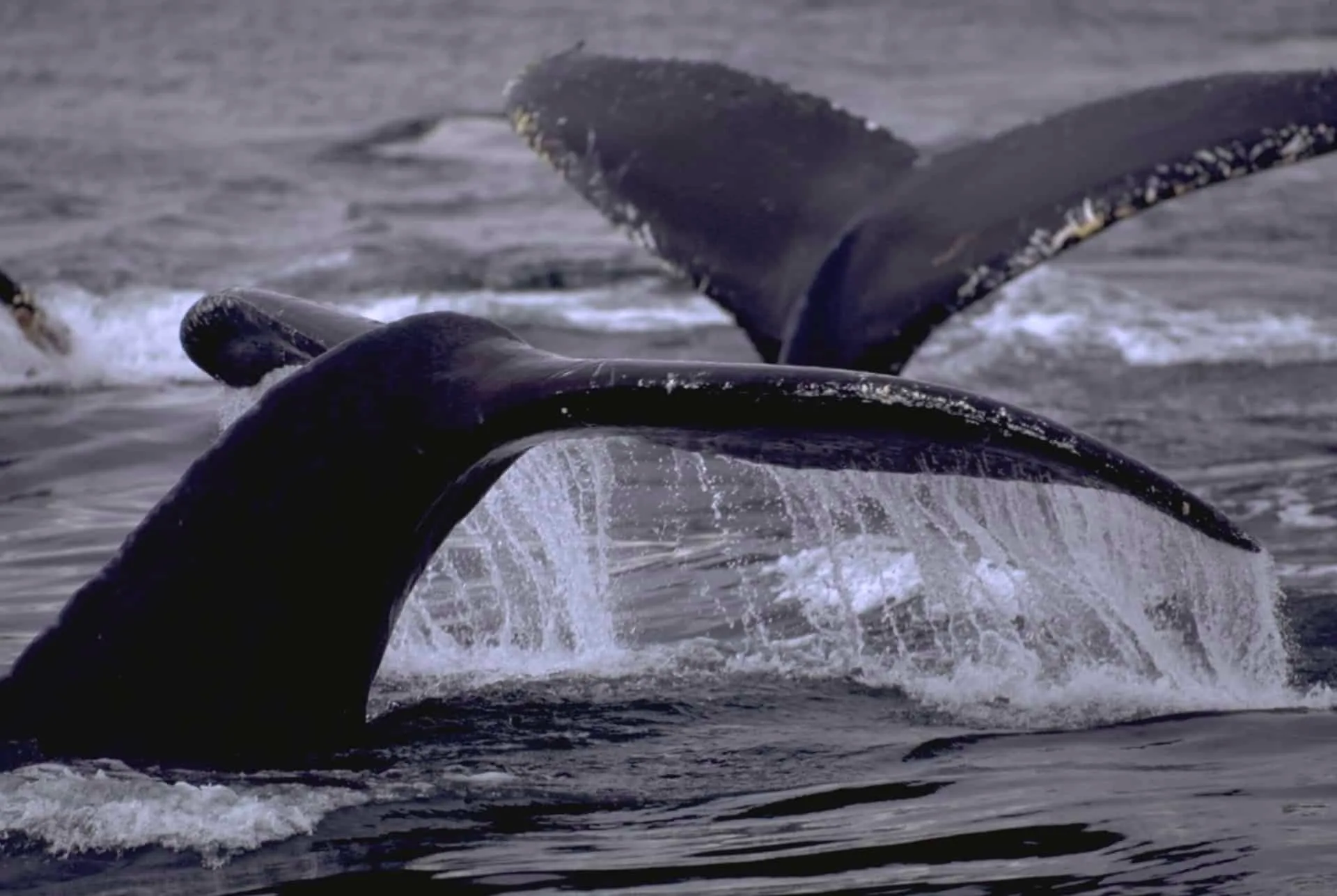 Excursion Whale Watching Samaná bay + Cayo Levantado  from Puerto Plata (Private Transportation) - Slika 4