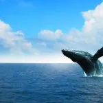 Private Whale Watching & Cayo Levantado (Bacardi Island) From Sabana de la Mar