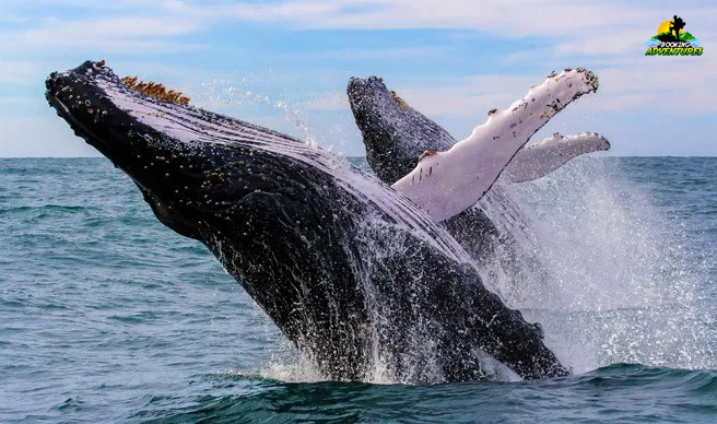 Excursion Whale Watching Samaná bay + Cayo Levantado  from Puerto Plata (Private Transportation) - Slika 9