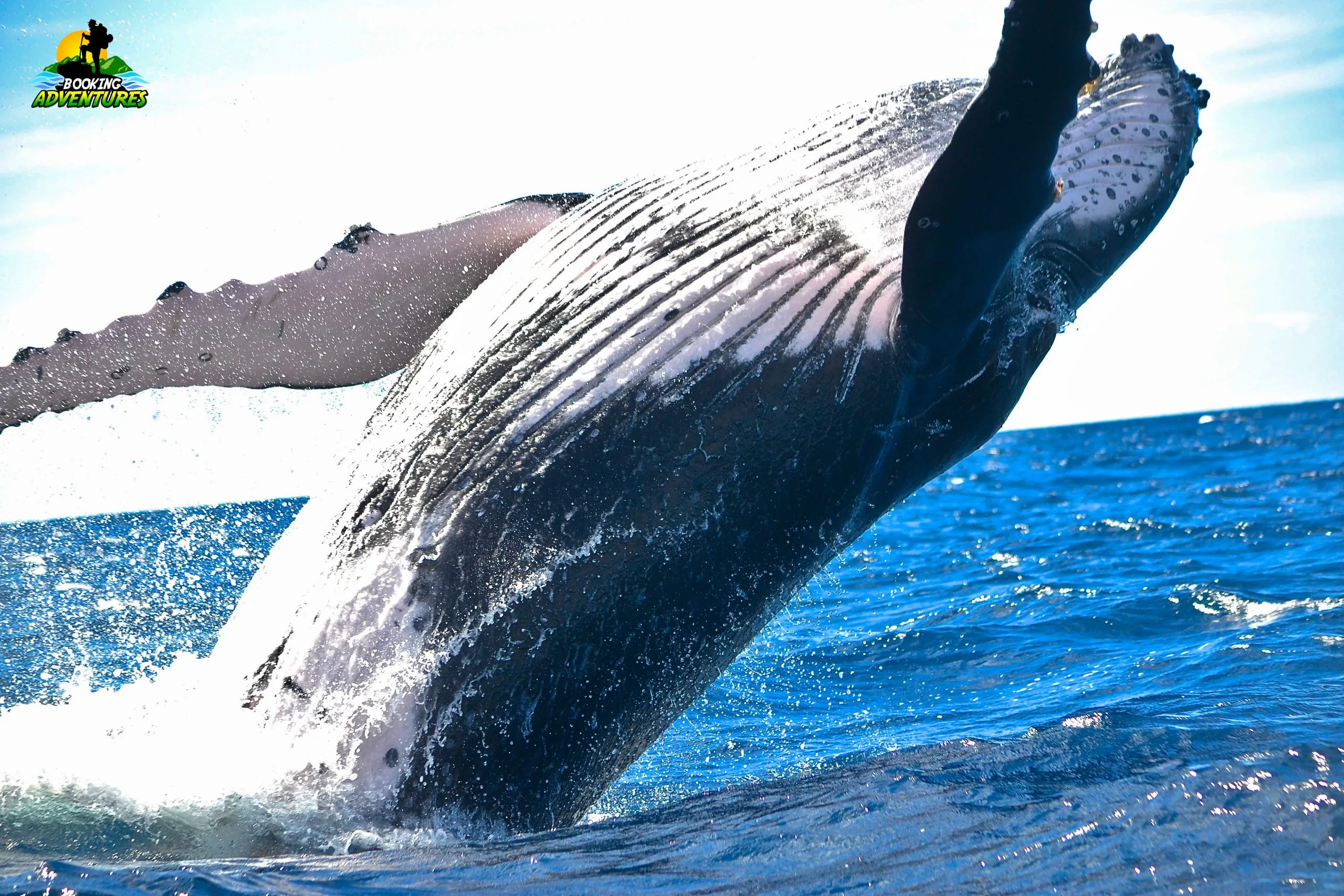 Excursion Whale Watching Samaná bay + Cayo Levantado  from Puerto Plata (Private Transportation) - Slika 11