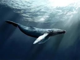 Excursion Whale Watching Samaná bay + Cayo Levantado  from Puerto Plata (Private Transportation) - Slika 14