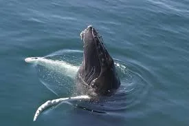 Excursion Whale Watching Samaná bay + Cayo Levantado  from Puerto Plata (Private Transportation) - Slika 17