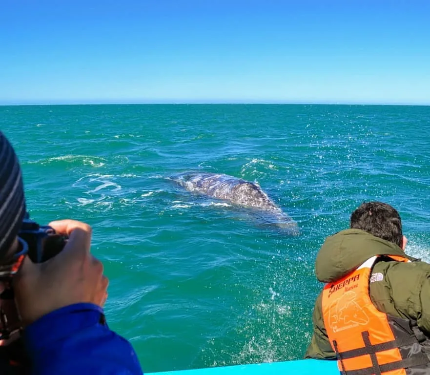 Excursion Whale Watching Samaná bay + Cayo Levantado  from Puerto Plata (Private Transportation) - Slika 18
