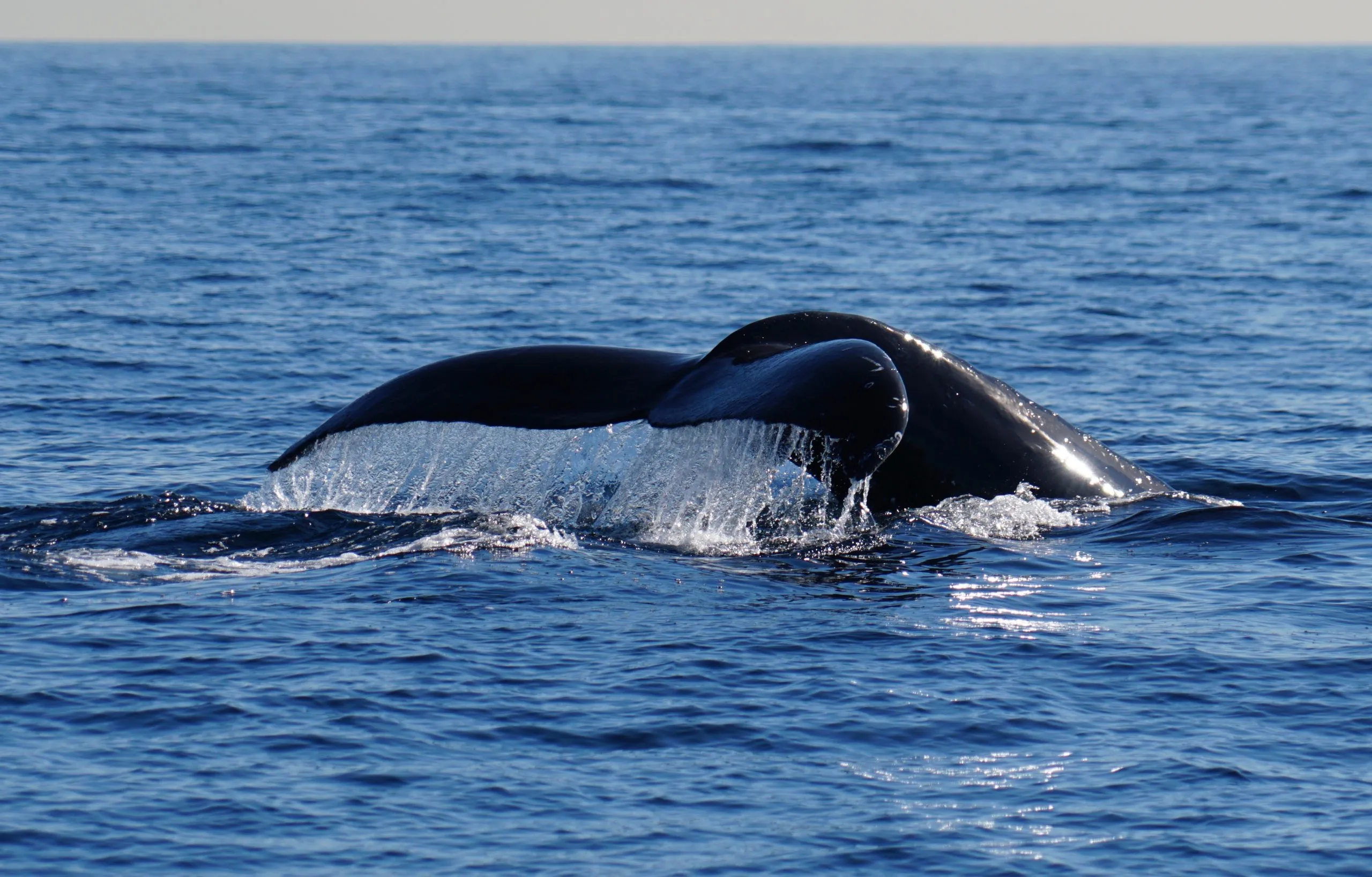 Excursion Whale Watching Samaná bay + Cayo Levantado  from Puerto Plata (Private Transportation) - Slika 16