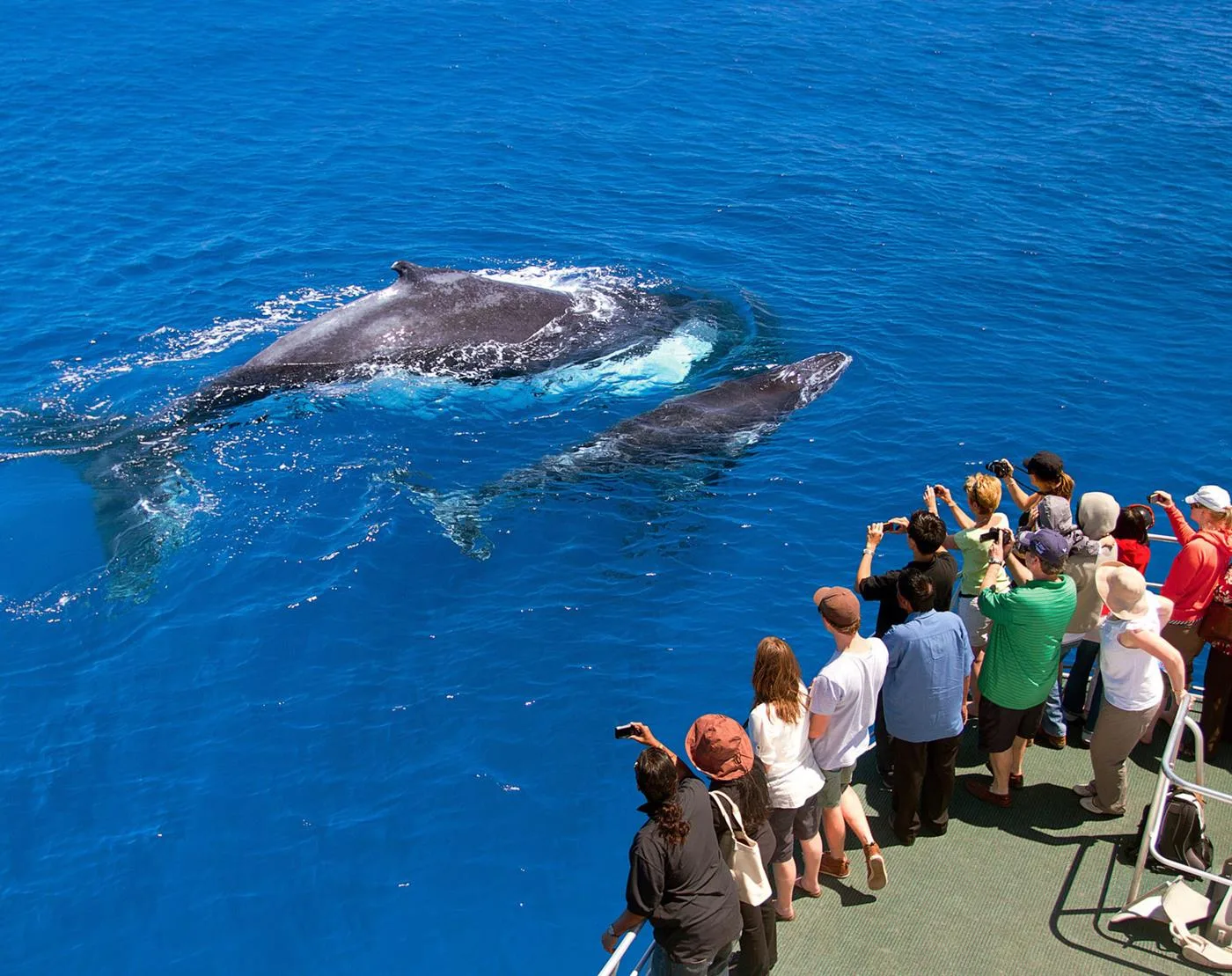 Excursion Whale Watching Samaná bay + Cayo Levantado  from Puerto Plata (Private Transportation) - Slika 12