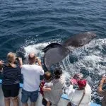 Santo Domingo: Samaná Whale Watching & Cayo Levantado (Bacardi Island)