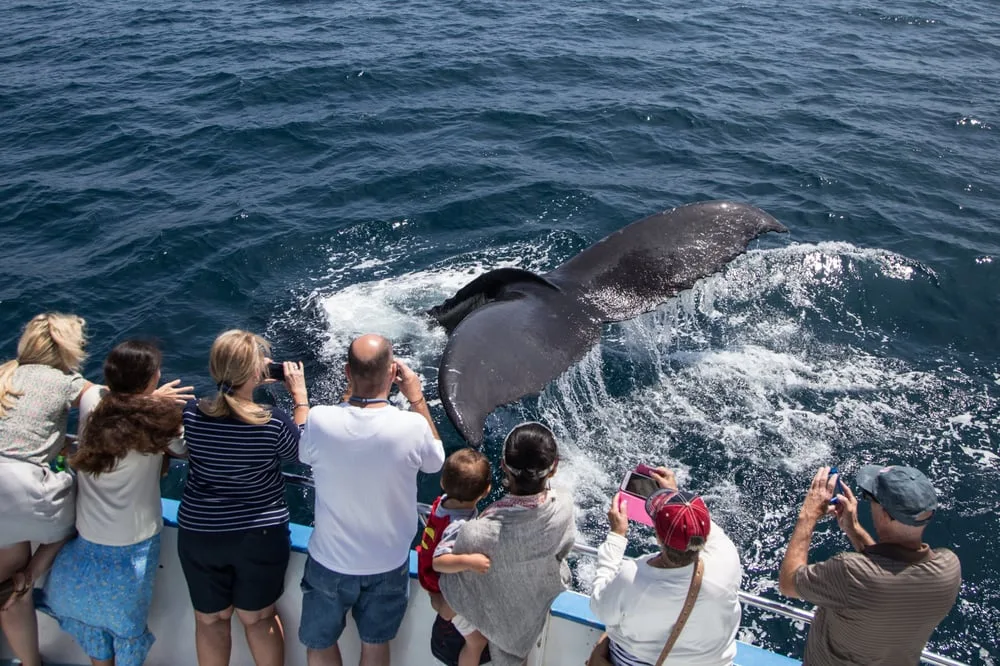 Excursion Whale Watching Samaná bay + Cayo Levantado  from Puerto Plata (Private Transportation) - Slika 13