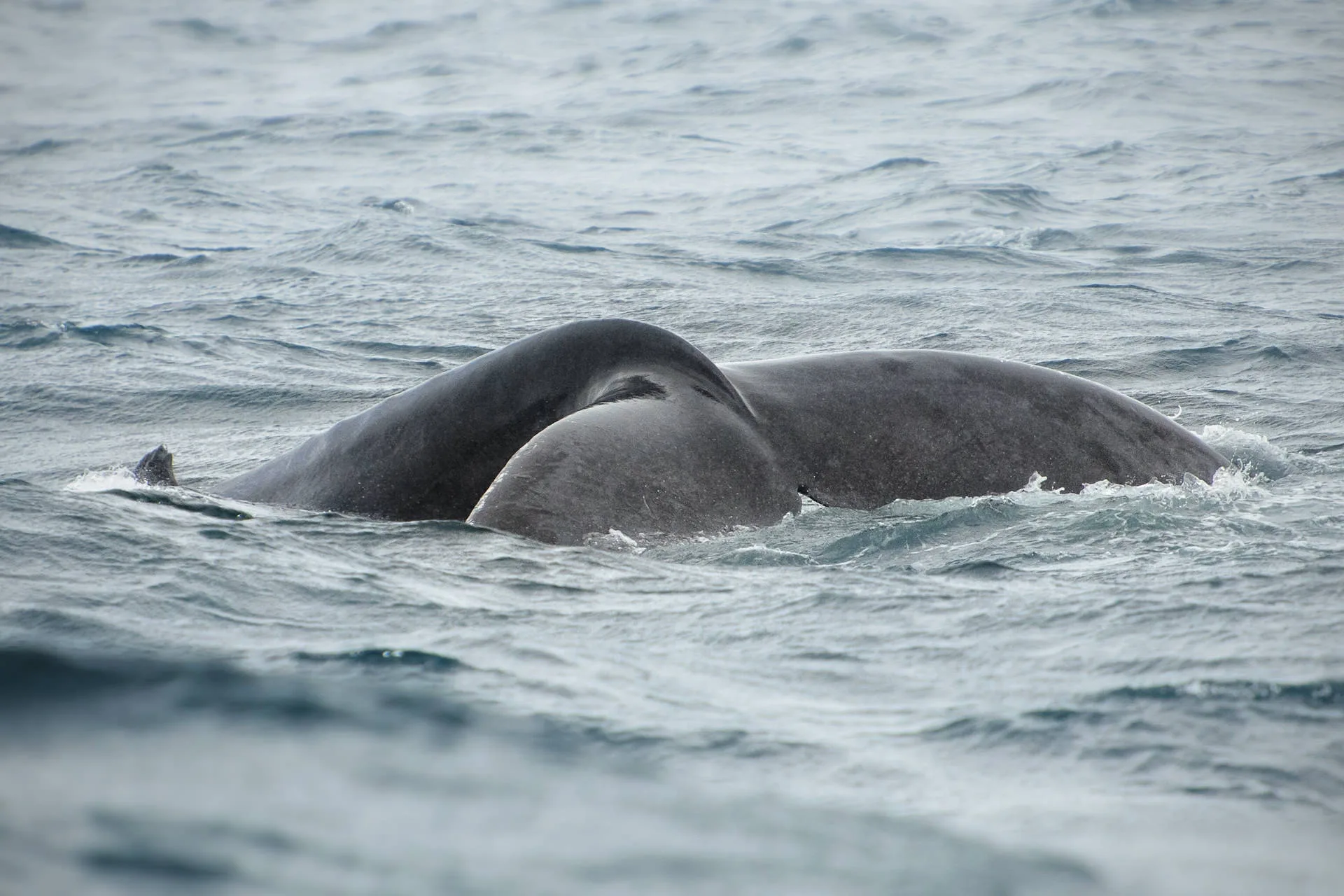 Excursion Whale Watching Samaná bay + Cayo Levantado  from Puerto Plata (Private Transportation) - Slika 6
