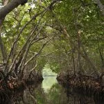 Taman Nasional Los Haitises + Makan Siang di Caño Hondo dari Sabana de la Mar (Salinan)
