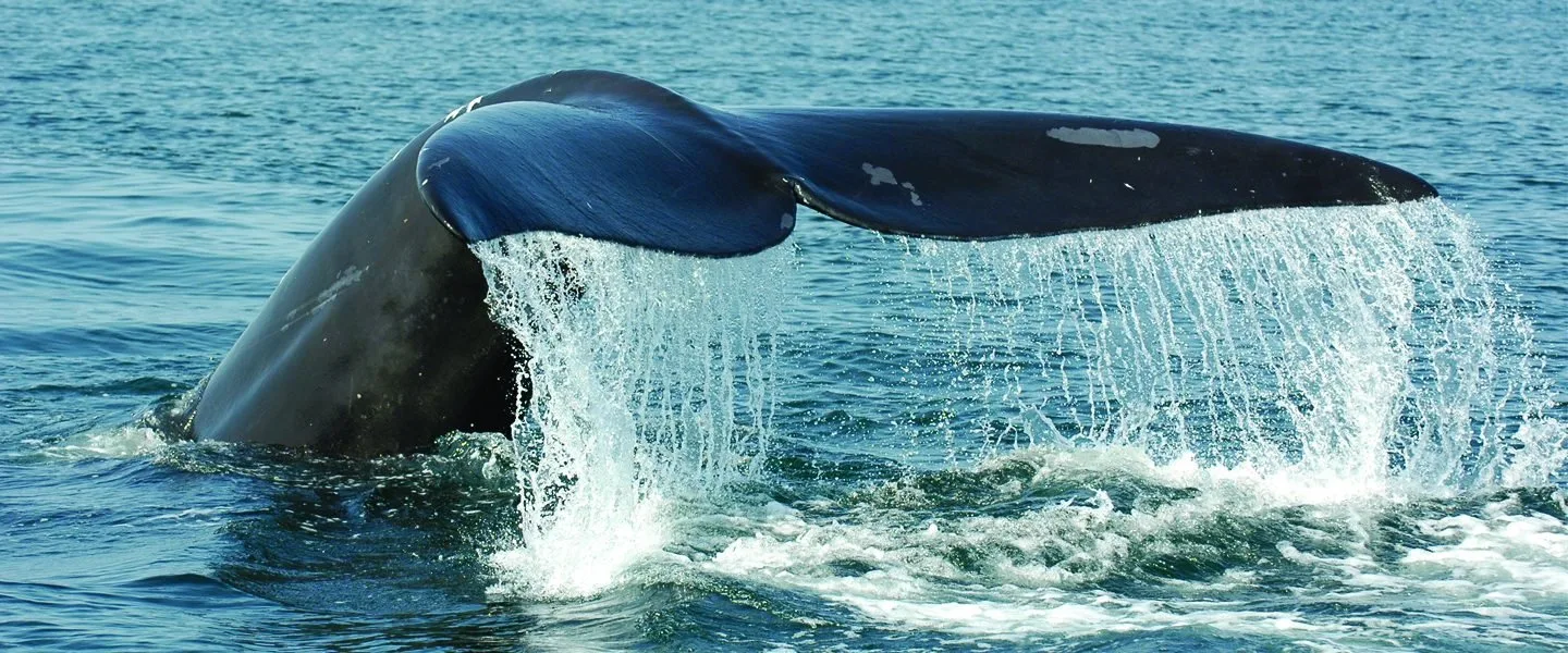Whale Watching  in Punta Cana / Cap Cana to Samaná Bay + Cayo Levantado (Bacardi Island) from Hotels. - Hình ảnh 12