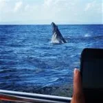 Samaná Cayo Levantado (Isla Bacardí) y Avistamiento de Ballenas desde Miches en Catamarán