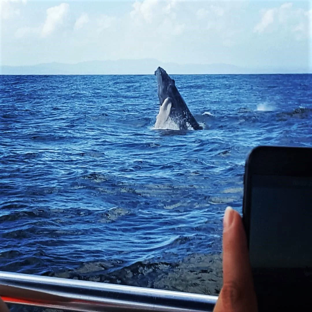 Miches Whales Watching Half Day Experience - Media Luna (Half-Moon). - Image 5