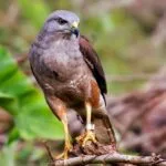 Ridgway's Hawk Tour - Obserwacja ptaków Wycieczka do Parku Narodowego Los Haitises