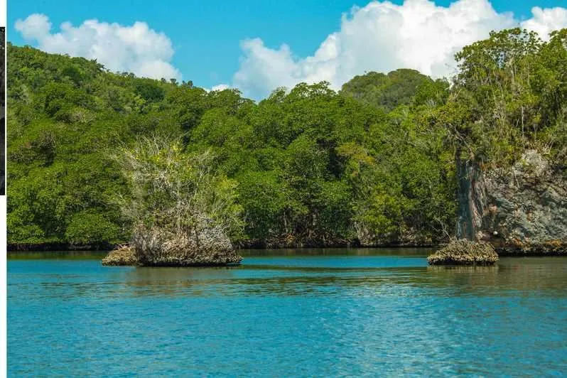 Private Boat Trip &  2 Hours Hiking Rain Forest Los Haitises - Image 13