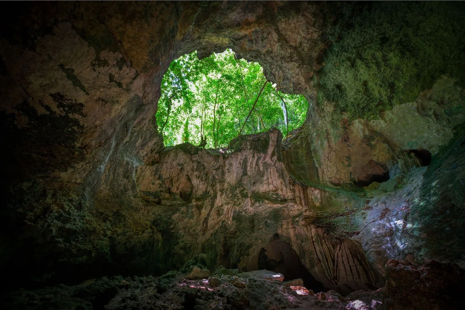 Private Boat Trip &  2 Hours Hiking Rain Forest Los Haitises - Image 10