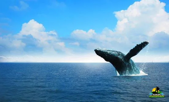 Miches Whales Watching Half Day Experience - Media Luna (Half-Moon):
