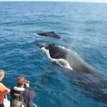 Avistamiento de Ballenas en Punta Cana / Cap Cana hasta Bahía de Samaná + Cayo Levantado (Isla Bacardí) desde Hoteles.