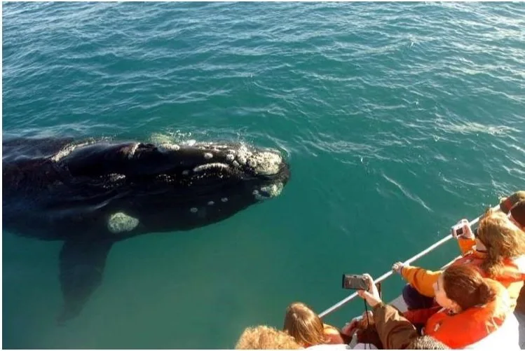 Miches Whales Watching Half Day Experience - Media Luna (Half-Moon). - Image 4