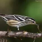 Birdwatching Punta Cana - Tour di birdwatching da Punta Cana al Parco Nazionale Los Haitises