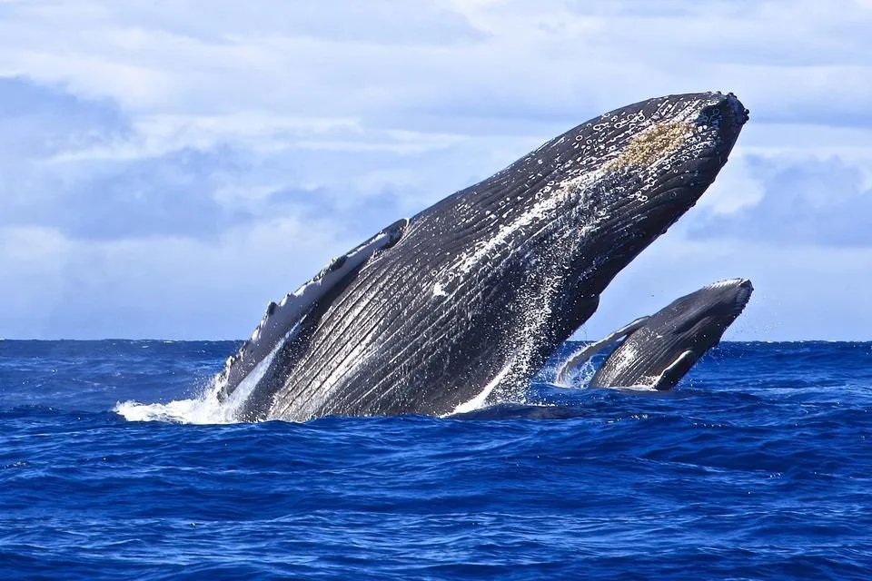 Miches Whales Watching Half Day Experience - Media Luna (Half-Moon). - Image 8