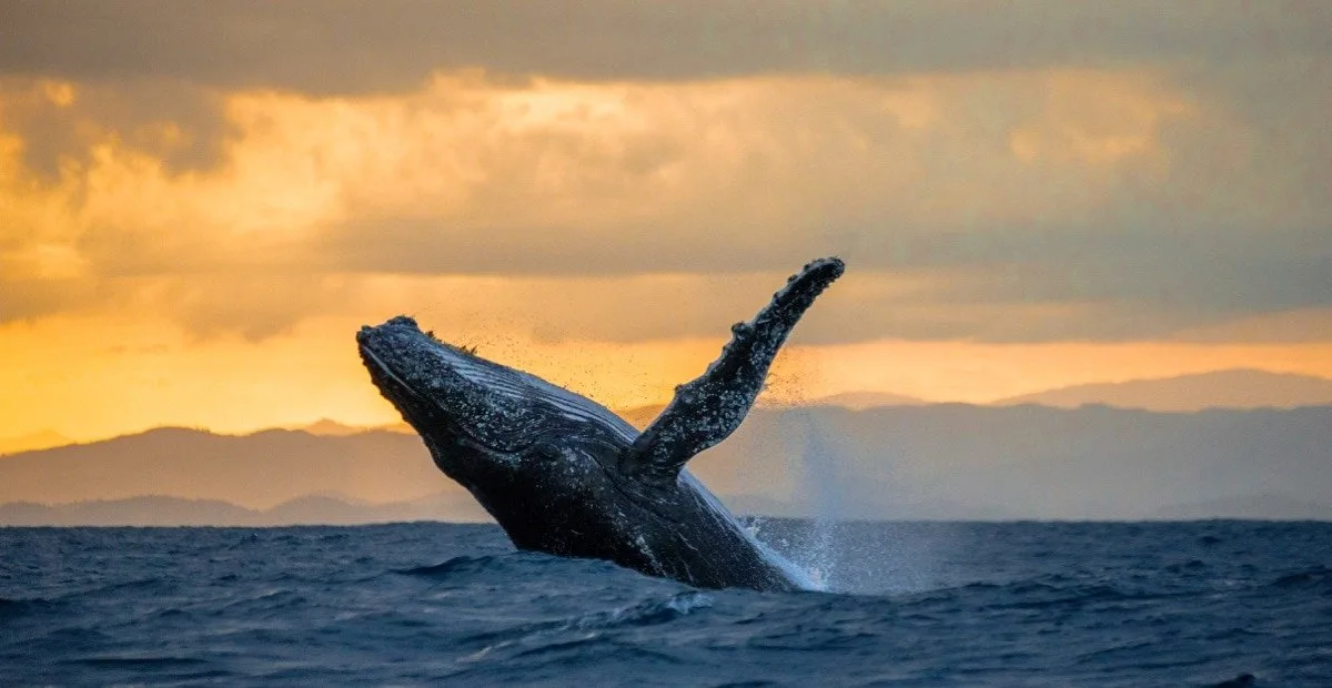 Miches Whales Watching Half Day Experience - Media Luna (Half-Moon). - Image 9