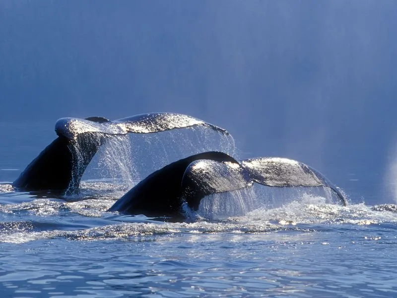 Miches Whales Watching Half Day Experience - Media Luna (Half-Moon). - Image 7